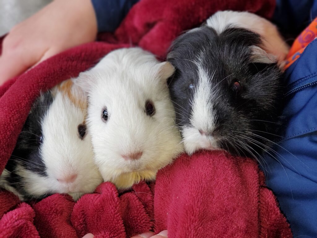 Three super cute guinea pigs in a blanket