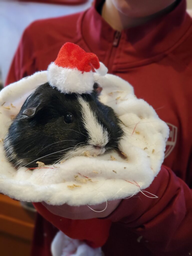 Guinea pig with Santa hat on its head.