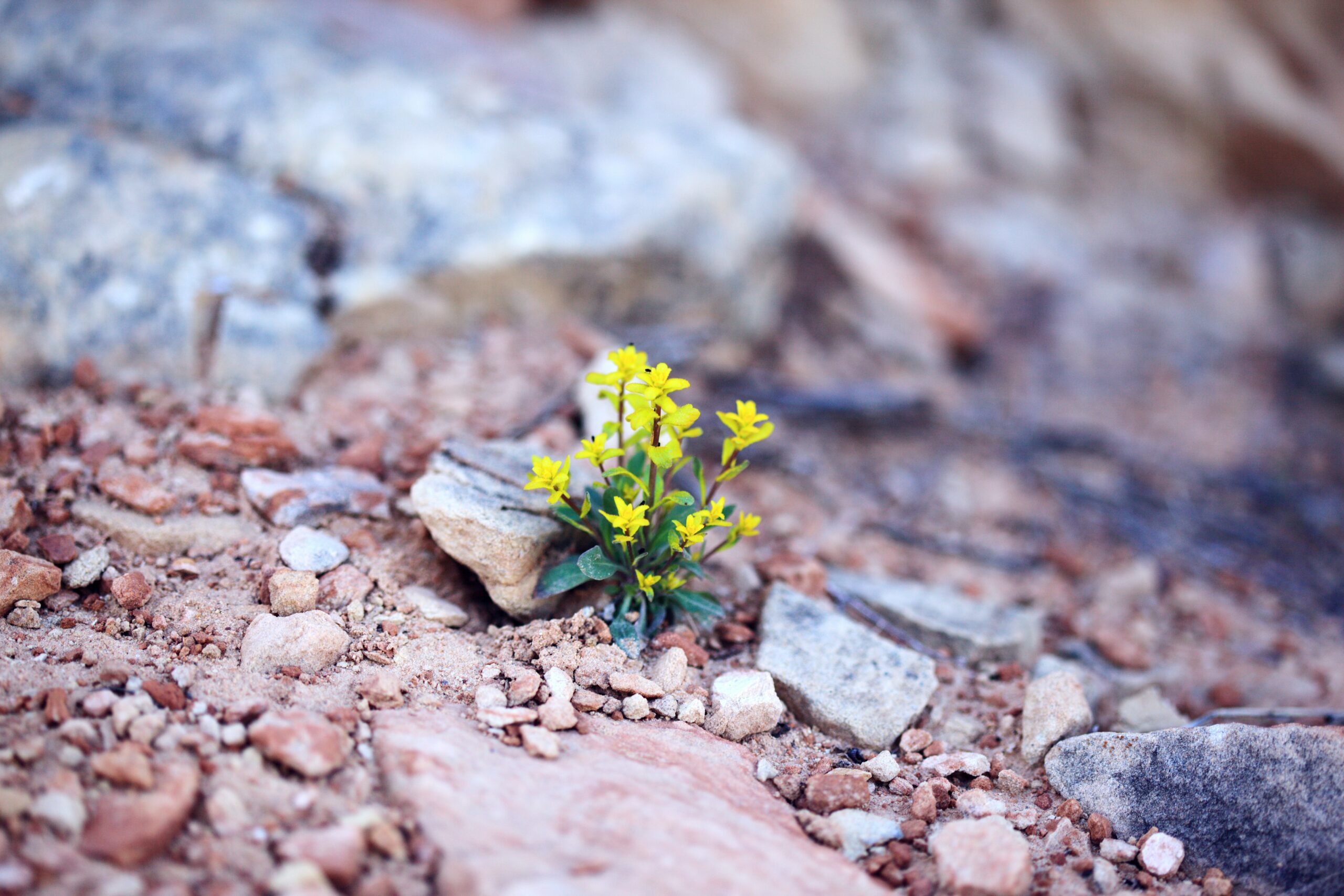 flower growing in rocks